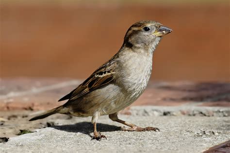 File:House sparrow04.jpg   Wikipedia
