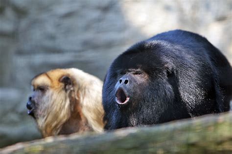 File:Howler monkey.jpg   Wikipedia