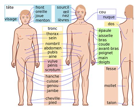 File:Human body features fr.svg   Wikimedia Commons