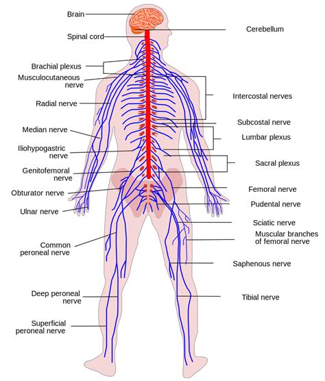 File:Human Nervous System diagram.svg   Wikimedia Commons
