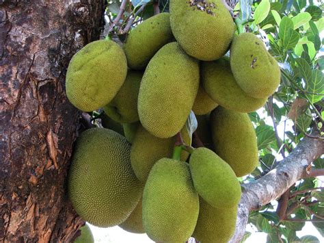 File:Jack fruit, the national fruit of Bangladesh.jpg ...