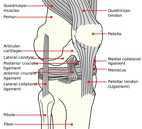 File:Knee diagram.svg   Wikipedia