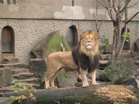 File:Lion Artis Zoo.jpg   Wikimedia Commons
