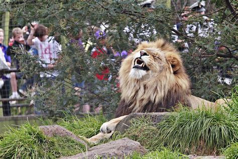 File:Lion   melbourne zoo.jpg   Wikipedia