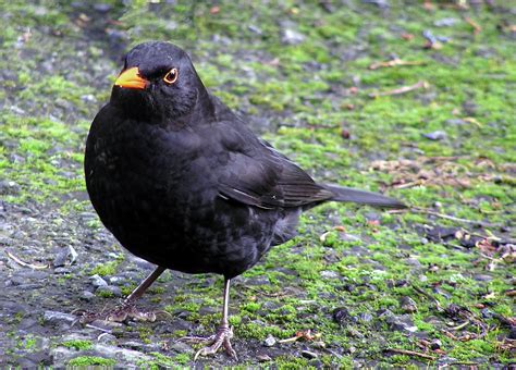 File:Male blackbird b.jpg   Wikimedia Commons