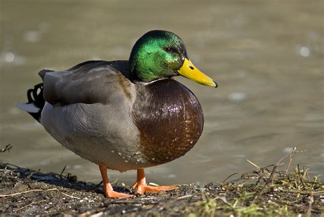File:Male mallard duck 2.jpg   維基百科，自由的百科全書