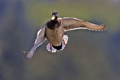 File:Male mallard flight   natures pics.jpg   Wikipedia