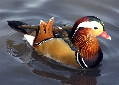 File:Mandarin.duck.arp.jpg   維基百科，自由的百科全書