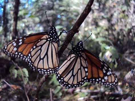 File:Mariposa monarca.JPG   Wikimedia Commons