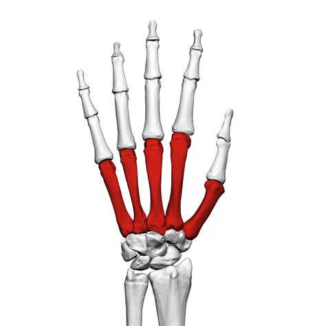 File:Metacarpal bones  left hand  02 dorsal view.png