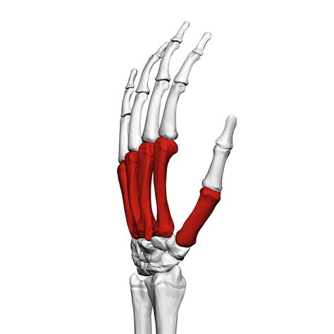File:Metacarpal bones  left hand  04 radial view.png ...