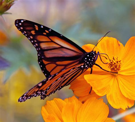 File:Monarch Butterfly  6235522618 .jpg   Wikimedia Commons