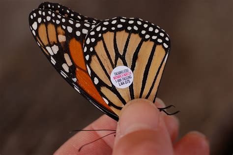 File:Monarch Butterfly Danaus plexippus Tagged Closeup ...