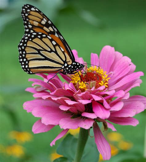 File:Monarch Butterfly Pink Zinnia 1800px.jpg   Wikipedia