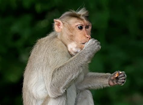 File:Monkey eating.jpg   Wikipedia
