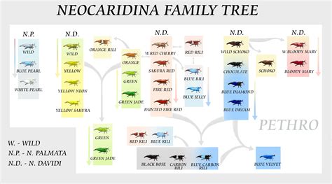 File:Neocaridina family tree.jpg Wikimedia Commons