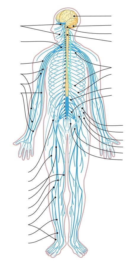 File:Nervous system diagram arrows.svg   Wikimedia Commons