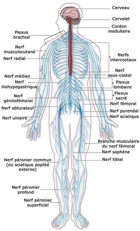 File:Nervous system diagram  french .png