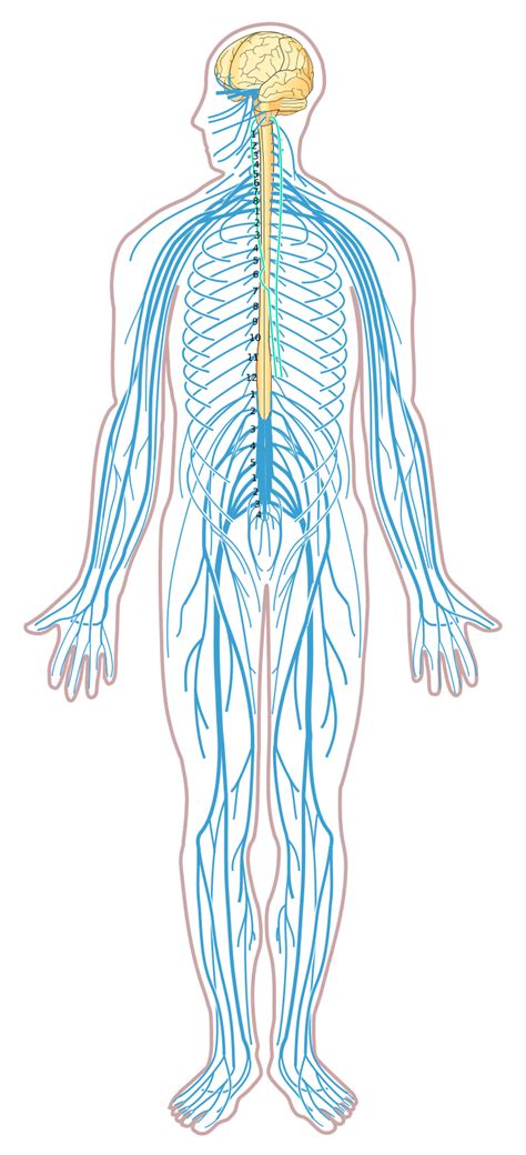 File:Nervous system diagram unlabeled.svg   Wikimedia Commons