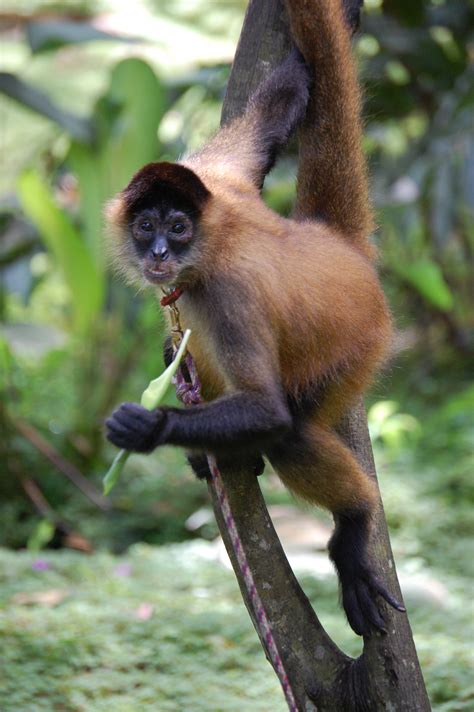 File:Panama spider monkey, Costa Rica.JPG   Wikipedia