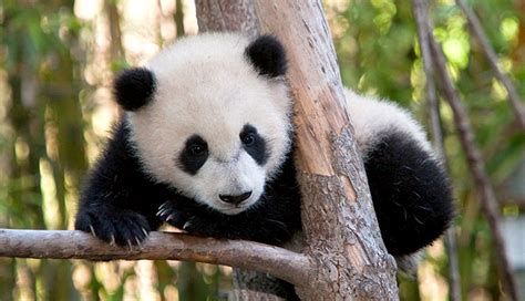 File:¡Panda en peligro de extinción!.jpg   Wikimedia Commons