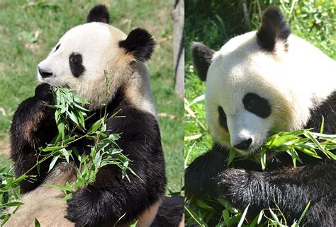 File:Pandas du zoo de Beauval.jpg   Wikimedia Commons