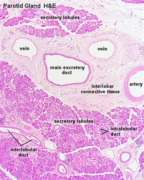 File:Parotid gland histology 01.jpg   Embryology