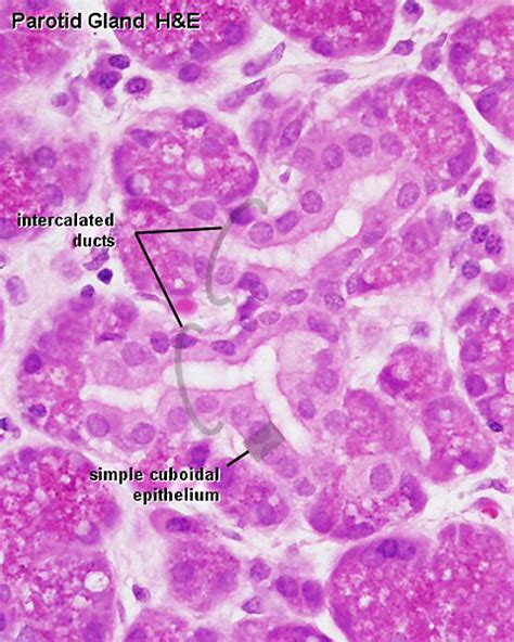 File:Parotid gland histology 03.jpg   Embryology