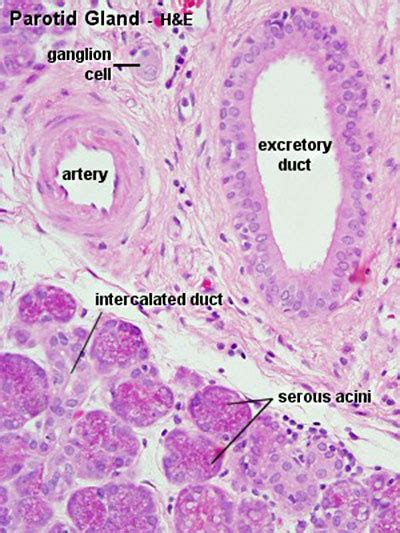 File:Parotid gland histology 05.jpg   Embryology