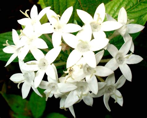 File:Pentas lanceolata white flowers.jpg   Wikimedia Commons