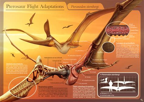 File:Pterosaur Flight Adaptations   Pteranodon sternbergi ...