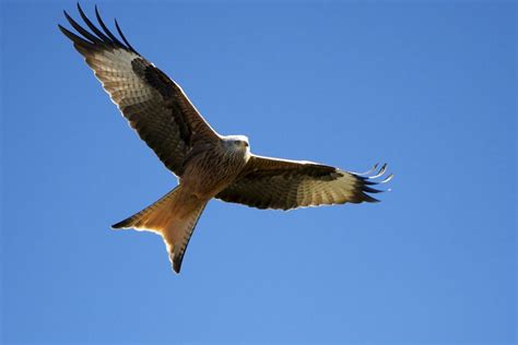 File:Red Kite, Spain.jpg   Wikimedia Commons