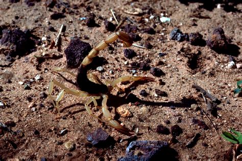File:Scorpion, Arizona.jpg   Wikimedia Commons