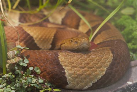 File:Serpiente cabeza de cobre  Agkistrodon contortrix ...