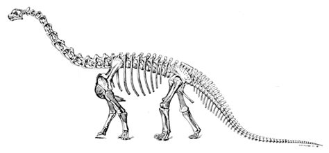 File:Sharp naturalhistory1921 camarasaurus.jpg   Wikimedia ...