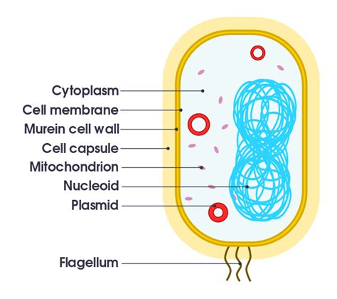 File:Simple diagram of bacterium  en .svg   Simple English ...