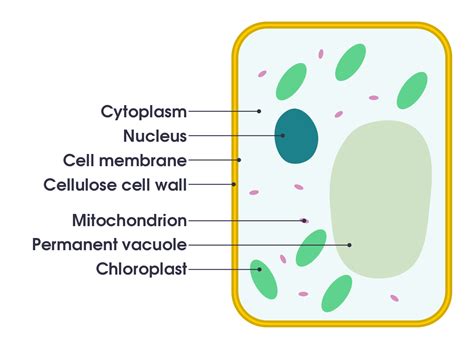 File:Simple diagram of plant cell  en .svg   Simple ...