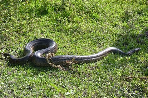 File:Snake Anaconda Schlange South America P1130959.JPG ...