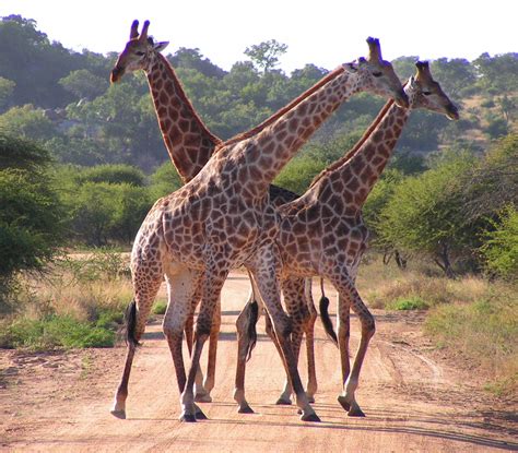 File:South African Giraffes, fighting.jpg   Wikipedia