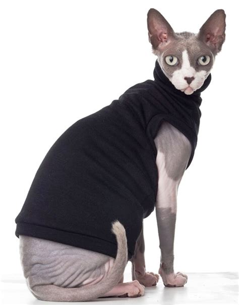 File:Sphynx cat wearing clothes.jpg
