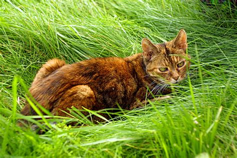 File:Tabby cat in the grass.jpeg