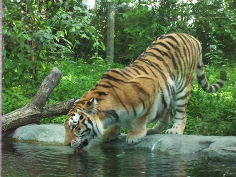 File:Tigre zoo granby 2006 07.JPG   Wikipedia