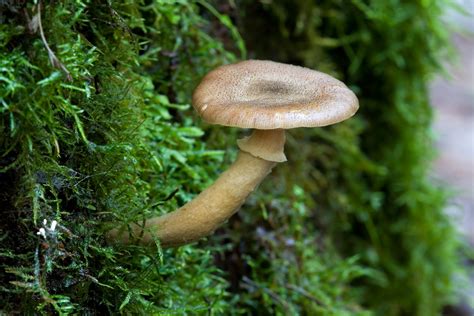 File:Unidentified Fungi 5969.jpg   Wikimedia Commons