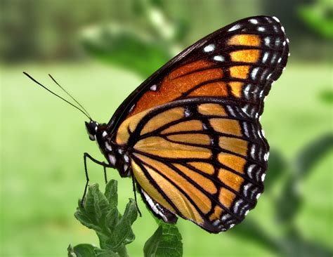 File:Viceroy Butterfly.jpg   Wikimedia Commons