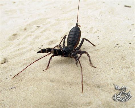 File:Whip scorpion.jpg   Wikimedia Commons