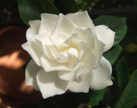 File:White Gardenia flower.jpg   Wikipedia