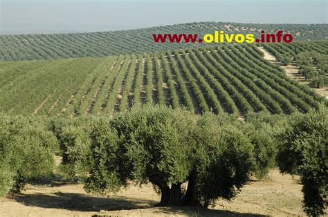 Finca de olivos en Jaén, 210 Ha | Inmobiliaria Málaga este