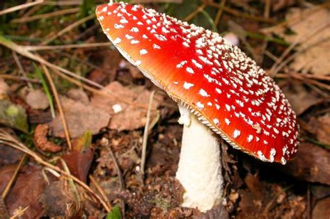 Find out about the different types of fungi at Martin Mere ...