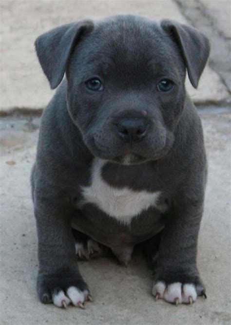 Find Stunning Blue Staffordshire Bull Terrier Puppies for ...