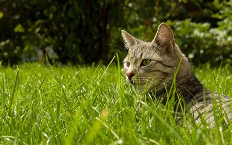 Find the cat in the grass wallpapers and images ...